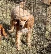 Sandy, a male Poodle - Miniature  for sale in Childress, TX – Photo 4 of 5