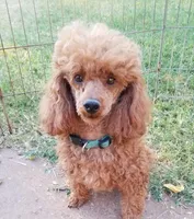 Sandy, a male Poodle - Miniature  for sale in Childress, TX – Photo 5 of 5