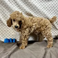 Sandy, a male Poodle - Miniature  for sale in Childress, TX – Photo 2 of 5