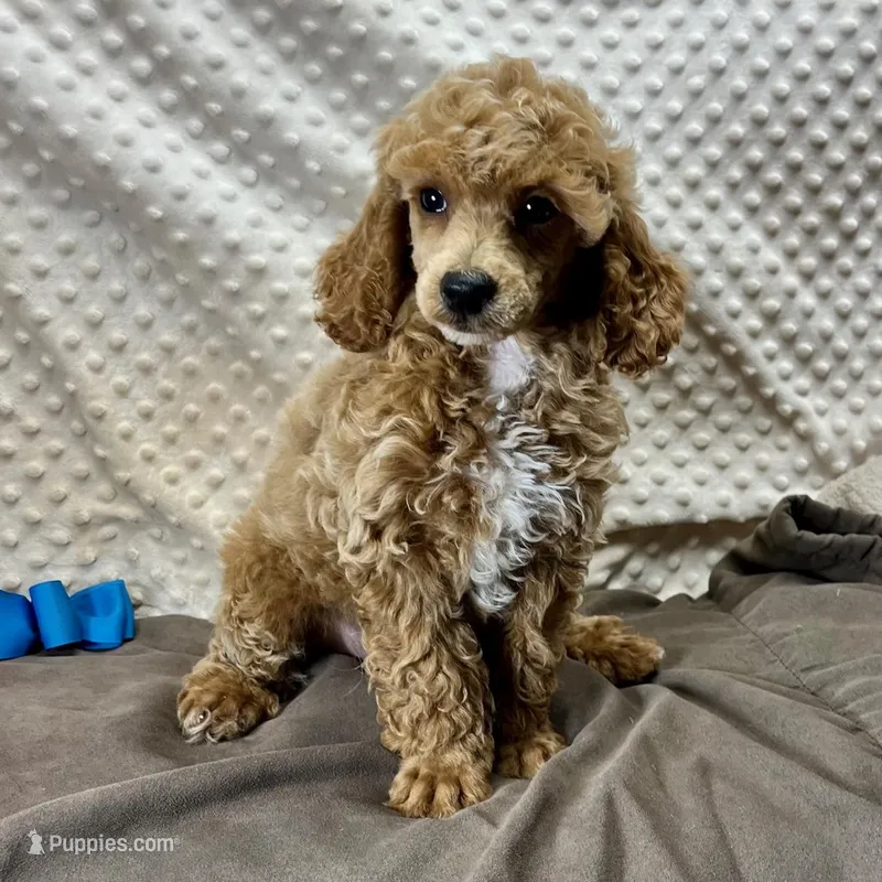 Sandy, a male Poodle - Miniature  for sale in Childress, TX – Photo 1 of 5