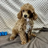 Sandy, a male Poodle - Miniature  for sale in Childress, TX – Photo 1 of 5