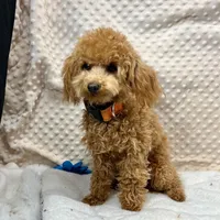 Walter Maltilpoo, a male Maltipoo for sale in Childress, TX – Photo 2 of 5