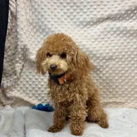 Walter Maltilpoo, a male Maltipoo for sale in Childress, TX – Photo 3 of 5