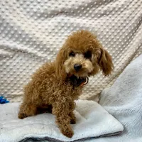 Walter Maltilpoo, a male Maltipoo for sale in Childress, TX – Photo 1 of 5