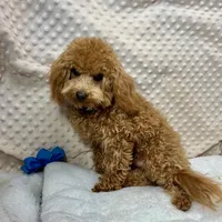 Walter Maltilpoo, a male Maltipoo for sale in Childress, TX – Photo 4 of 5