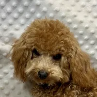 Walter Maltilpoo, a male Maltipoo for sale in Childress, TX – Photo 5 of 5