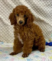 William CKC ~RESERVED~, a male Poodle - Miniature  for sale in Childress, TX – Photo 6 of 7