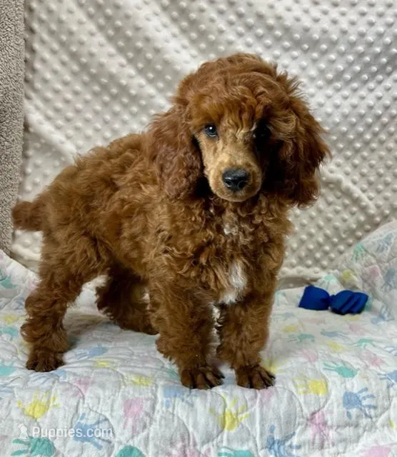 William CKC ~RESERVED~, a male Poodle - Miniature  for sale in Childress, TX – Photo 1 of 7