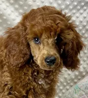 William CKC ~RESERVED~, a male Poodle - Miniature  for sale in Childress, TX – Photo 5 of 7