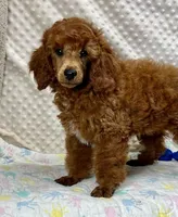 William CKC ~RESERVED~, a male Poodle - Miniature  for sale in Childress, TX – Photo 3 of 7