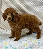 William CKC ~RESERVED~, a male Poodle - Miniature  for sale in Childress, TX – Photo 4 of 7