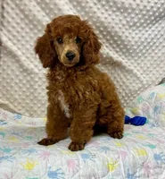 William CKC ~RESERVED~, a male Poodle - Miniature  for sale in Childress, TX – Photo 7 of 7