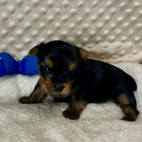 Jake RESERVED, a male Yorkshire Terrier for sale in Childress, TX – 3 of 6