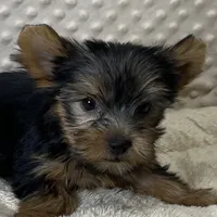 Jenny, a female Yorkshire Terrier for sale in Childress, TX – 4 of 4