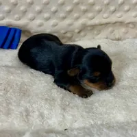 Jake, a male Yorkshire Terrier for sale in Childress, TX – 3 of 4