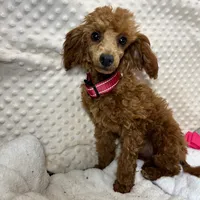 Tiny "Maple" Childress, Tx., a female Poodle - Toy  for sale in Childress, TX – Photo 2 of 5