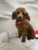 Tiny "Maple" Childress, Tx., a female Poodle - Toy  for sale in Childress, TX – Photo 2 of 5