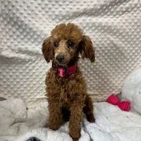Tiny "Maple" Childress, Tx., a female Poodle - Toy  for sale in Childress, TX – Photo 4 of 5