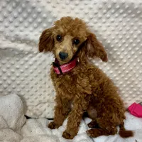 Tiny "Maple" Childress, Tx., a female Poodle - Toy  for sale in Childress, TX – Photo 3 of 5