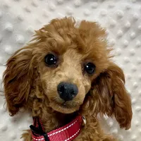 Tiny "Maple" Childress, Tx., a female Poodle - Toy  for sale in Childress, TX – Photo 1 of 5