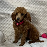 Tiny "Maple" Childress, Tx., a female Poodle - Toy  for sale in Childress, TX – Photo 5 of 5