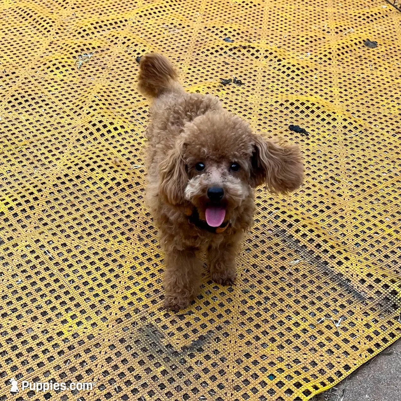 Tiny "Newton", a male Maltipoo and Poodle - Toy  for sale in Childress, TX – 7 of 8