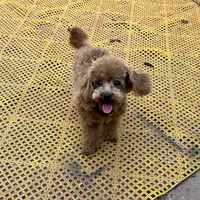 Tiny "Newton", a male Maltipoo and Poodle - Toy  for sale in Childress, TX – 3 of 4