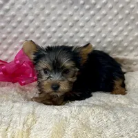 Jenny, a female Yorkshire Terrier for sale in Childress, TX – 3 of 4