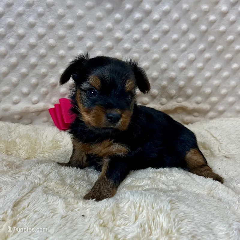 June – Yorkshire Terrier puppy for sale in Childress, TX