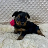 June, a female Yorkshire Terrier for sale in Childress, TX – 1 of 2