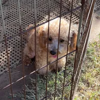 Walter Maltilpoo, a male Maltipoo for sale in Childress, TX – 5 of 5