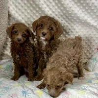 F1bb The Girl Crew, a female Maltipoo for sale in Childress, TX – Photo 5 of 6