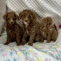 F1bb The Girl Crew, a female Maltipoo for sale in Childress, TX – Photo 2 of 6