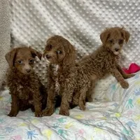 F1bb The Girl Crew, a female Maltipoo for sale in Childress, TX – Photo 3 of 6