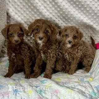 F1bb The Girl Crew, a female Maltipoo for sale in Childress, TX – Photo 1 of 6