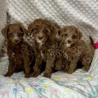 F1bb The Girl Crew, a female Maltipoo for sale in Childress, TX – Photo 1 of 6
