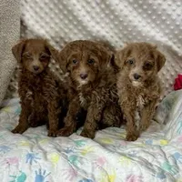 F1bb The Girl Crew, a female Maltipoo for sale in Childress, TX – Photo 4 of 6