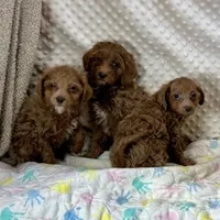 F1bb The Girl Crew, a female Maltipoo for sale in Childress, TX – Photo 6 of 6