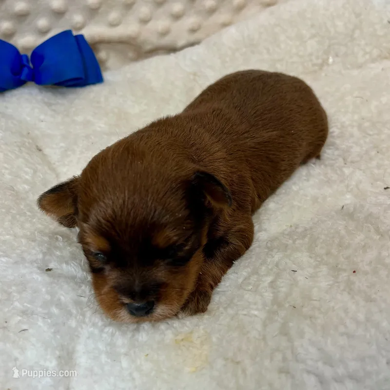 Bert – Yorkipoo puppy for sale in Childress, TX