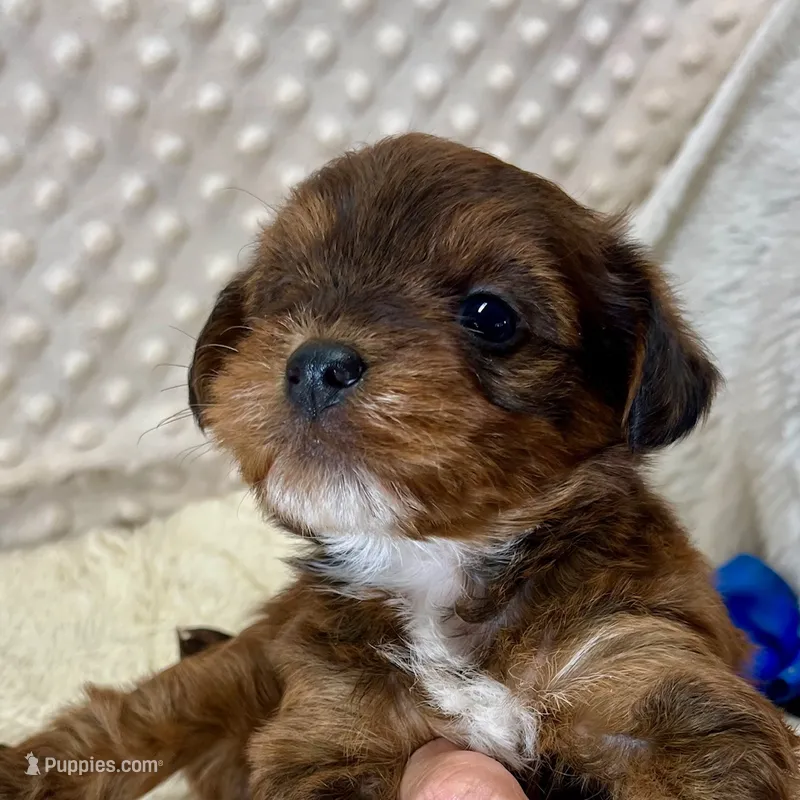 Bert – Yorkipoo puppy for sale in Childress, TX