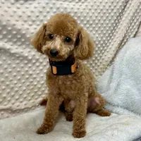 Tiny "Newton", a male Maltipoo and Poodle - Toy  for sale in Childress, TX – 2 of 8