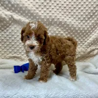 Redford, a male Maltipoo for sale in Childress, TX – Photo 7 of 8