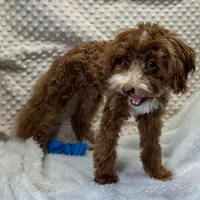Redford, a male Maltipoo for sale in Childress, TX – Photo 6 of 8