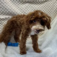 Redford, a male Maltipoo for sale in Childress, TX – Photo 5 of 8