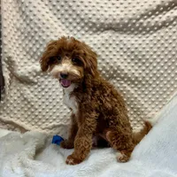 Redford, a male Maltipoo for sale in Childress, TX – Photo 1 of 8