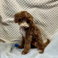 Redford, a male Maltipoo for sale in Childress, TX – Photo 2 of 8
