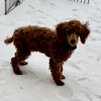 "Red River" Childress, Tx, a male Poodle - Miniature  for sale in Childress, TX – Photo 4 of 5
