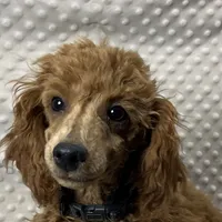 processed/30de8e7f-a6d0-4bd8-ab3d-41117c9336a8/listing/65b4ed78-bbb4-4d98-9af7-17aad4659c57/3bcbfc21-89fe-4a18-b30a-872be79134c9