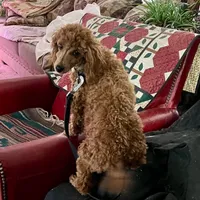 "Red River" Childress, Tx, a male Poodle - Miniature  for sale in Childress, TX – Photo 3 of 5