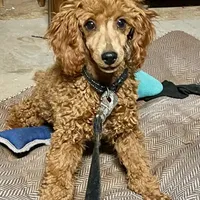 "Red River" Childress, Tx, a male Poodle - Miniature  for sale in Childress, TX – Photo 1 of 5